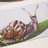 Detail of Garden Snail Bookmark showing a garden snail with brown and beige shell sitting on a thick blade of grass