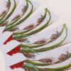 Five fanned out bookmarks showing the acrylic Painting named “Garden Snail” by artist and illustrator Imogen Smid